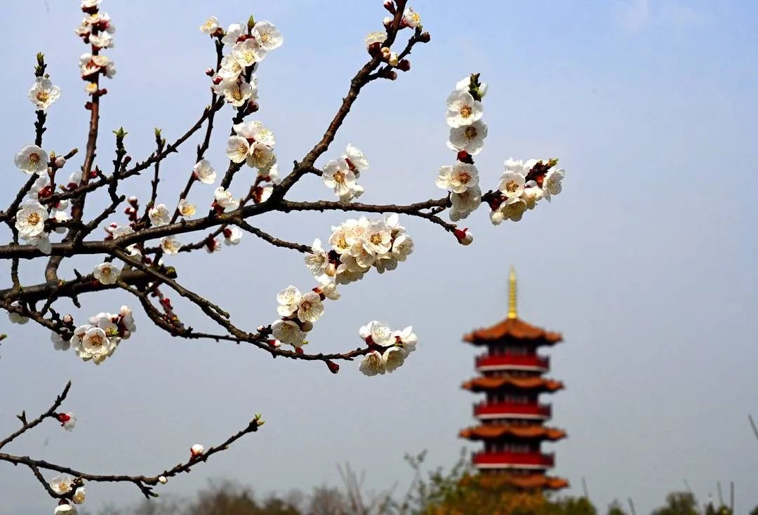 徐州赏花地图来了！能有多美？速来get√