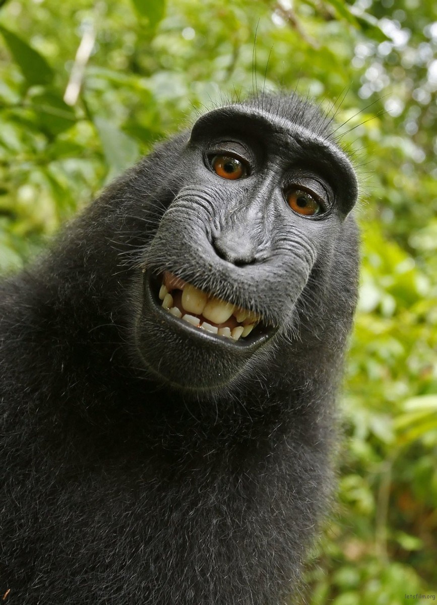 monkey-selfie-1110x1536-1